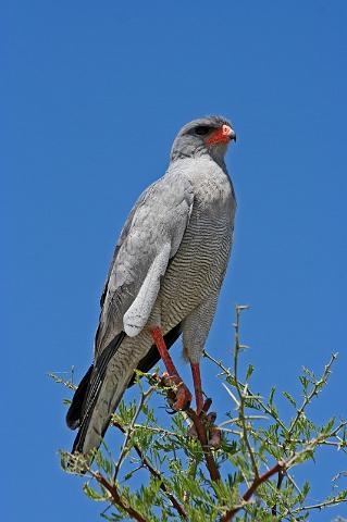 240 Etosha NP, bleke zanghavik.JPG